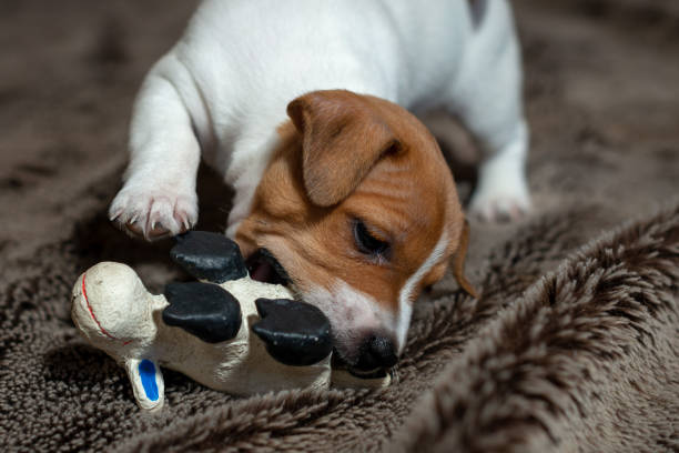 istock Jack Russell puppy plays with her toys. 1164686095