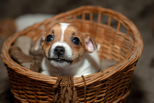 Jack Russell puppy sleeping in a wicker basket.