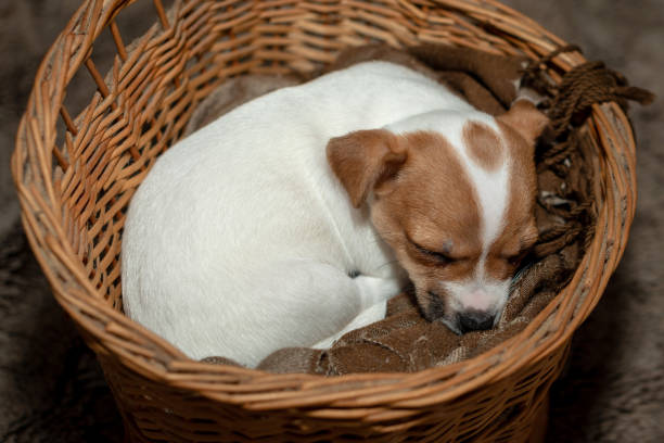 istock Jack Russell puppy sleeping in a wicker basket. 1164686196