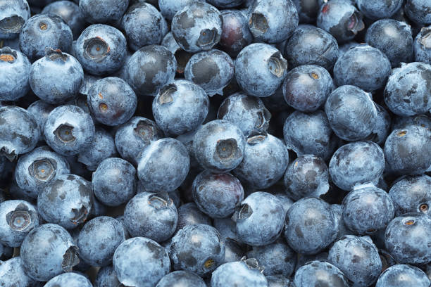 istock Lot of ripe blueberry background 1164686417