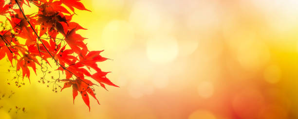 アブトラクト背景に美しいジャプネーゼメープル - japanese maple leaf autumn abstract ストックフォトと画像