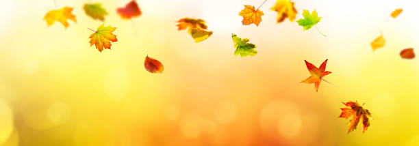 istock colorful mix of fall leaves on abstract background 1164686622