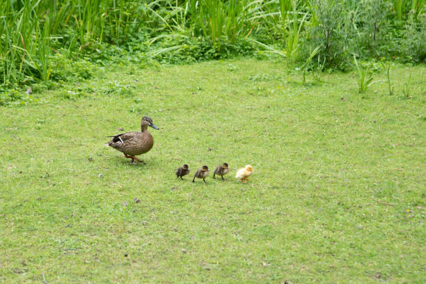 istock Duck with small ducklings walking across the meadow 1164687444