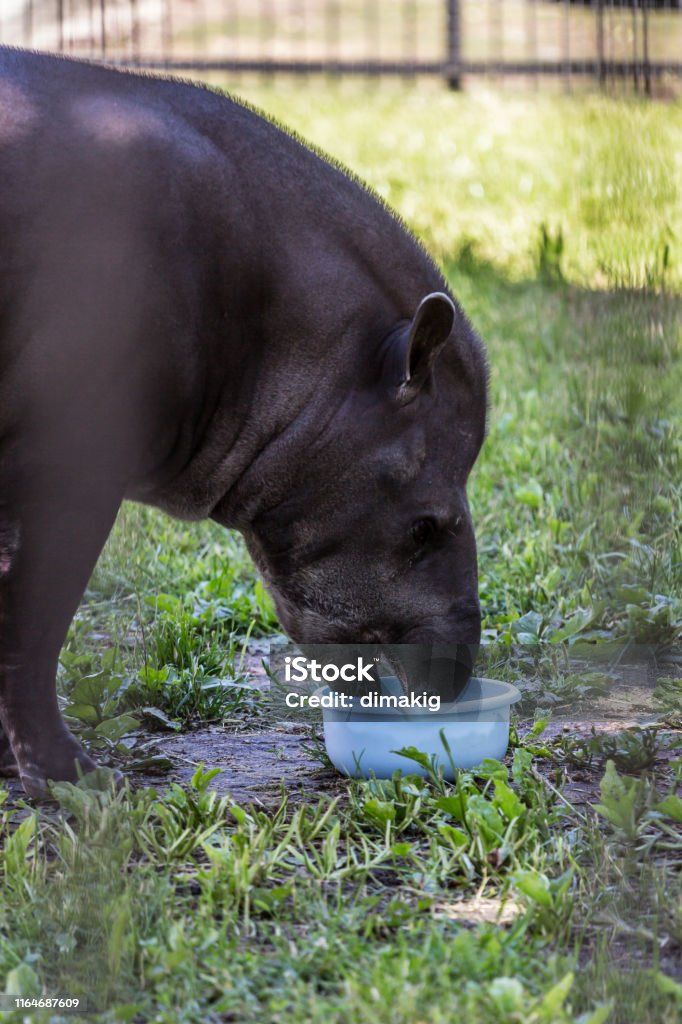 The South American Tapir Eating Food Cute And Funny Animals Of The World  American Animals Side View Stock Photo - Download Image Now - iStock