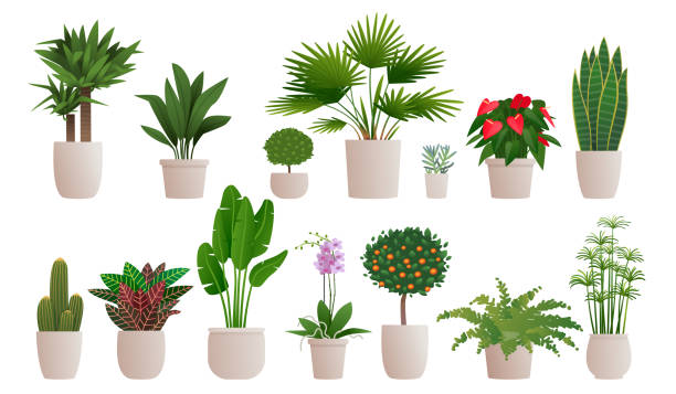 ilustraciones, imágenes clip art, dibujos animados e iconos de stock de conjunto de plantas decorativas para decorar el interior de una casa o apartamento. colección de varias plantas en macetas - flower pot