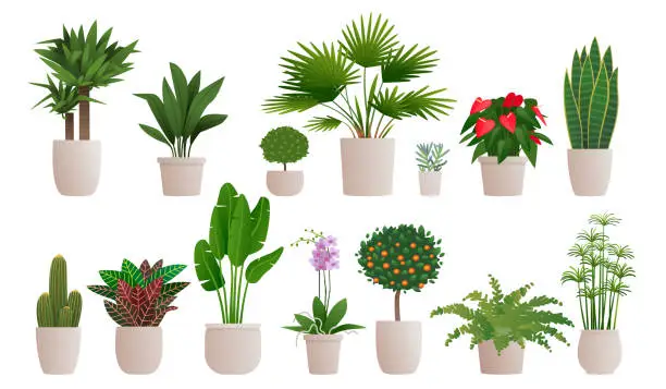 Vector illustration of Set of decorative houseplants to decorate the interior of a house or apartment. Collection of various plants in pots