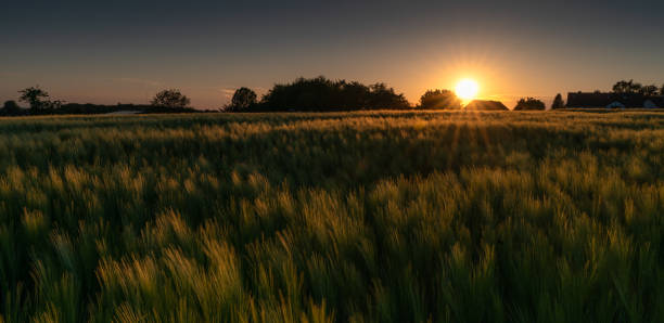 campo di mais durante il sundow all'ora d'oro, germania - sundow foto e immagini stock