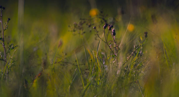 istock Morning nature in sunlight and dew 1164689231