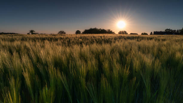 campo di mais durante il sundow all'ora d'oro, germania - sundow foto e immagini stock