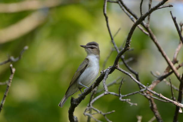 istock Red Eyed Vireo bird 1164690115