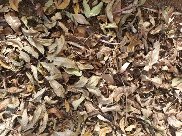 Dry leaves on the ground, winter.