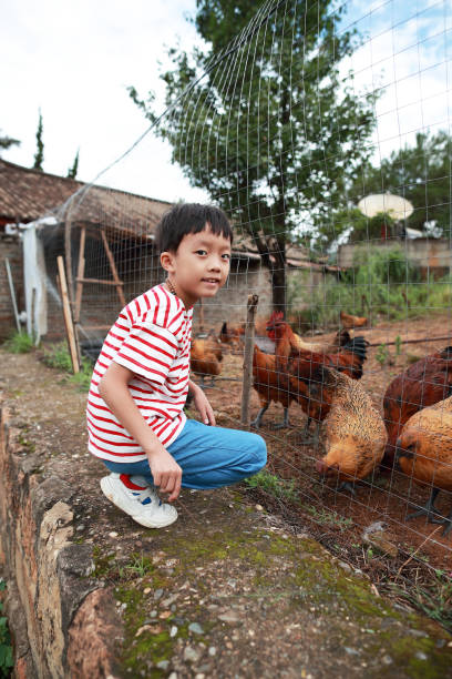 istock Organic Farm And Free Range Chicken Eggs 1164690354
