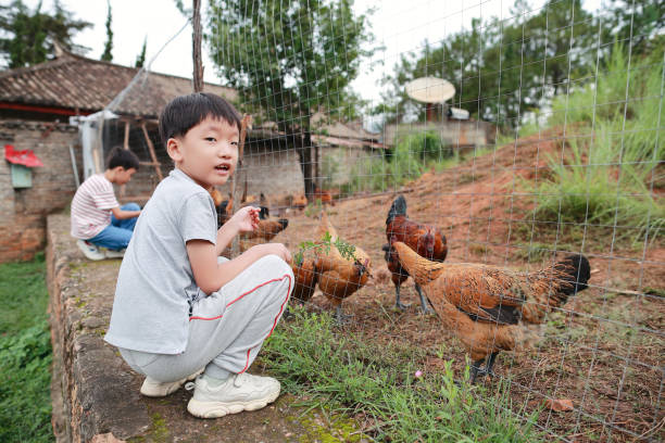 istock Organic Farm And Free Range Chicken Eggs 1164690383