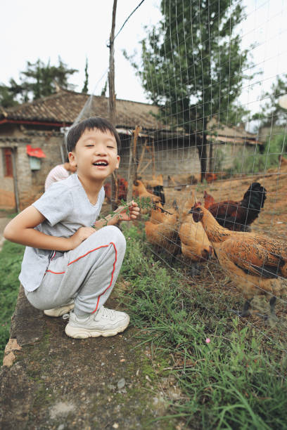 istock Organic Farm And Free Range Chicken Eggs 1164690401