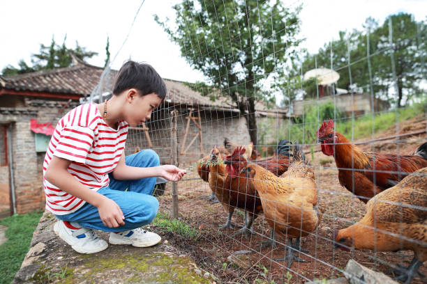 istock Organic Farm And Free Range Chicken Eggs 1164690450