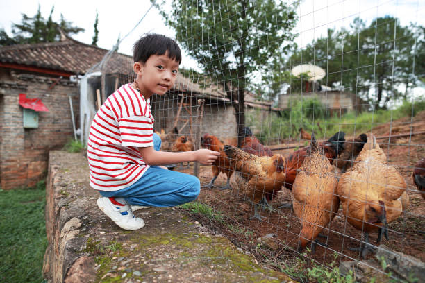 istock Organic Farm And Free Range Chicken Eggs 1164690454
