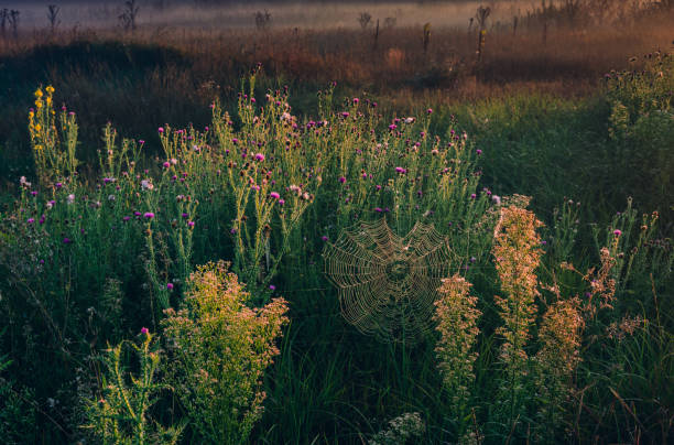 istock Morning nature in sunlight and dew 1164690654