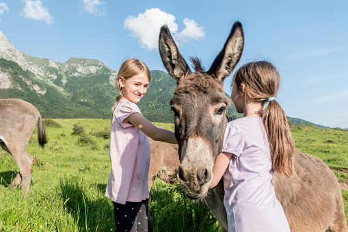 Two Girls Feeding Donkey on the Mountain Pasture