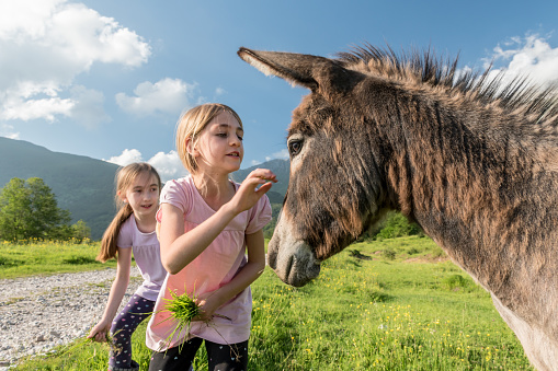 Two Girls Feeding and Caressing Donkey on the Mountain Pasture