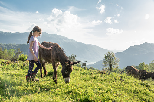 Best Friends - Young Girl Posing with Her Donkey on Mountain Meadow
