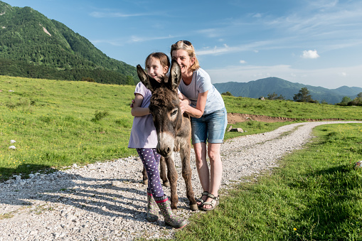 Family Enjoy Playing with the Donkey on Mountain Meadow