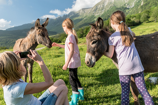 Mother Taking Photo of Girls Playing with Donkey on Alpine Pasture