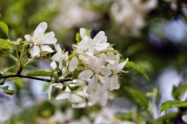 istock Selective focus close-up photography. With beautiful white flowers bloom decorative apple. 1164691701
