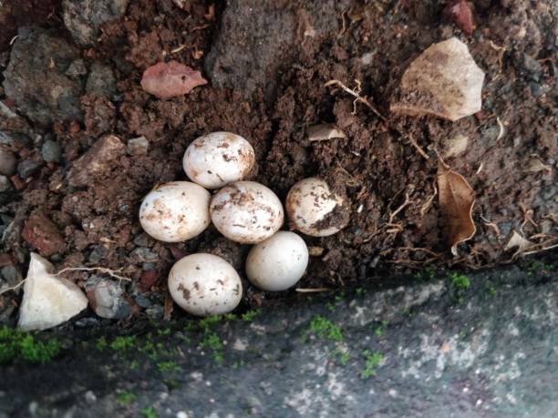 Lizard Eggs lizard-eggs