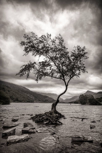 istock Lone tree Llyn Padarn, Llanberis, North Wales 1164692924
