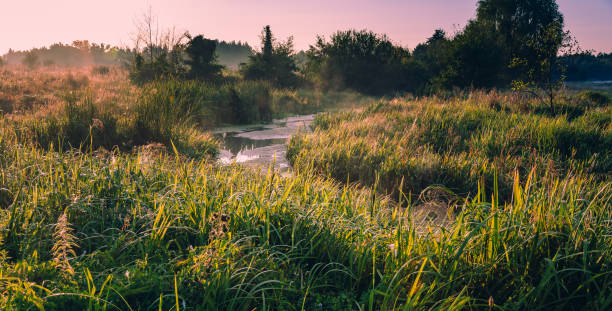 istock Morning nature in sunlight and dew 1164692926