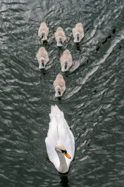 istock Female swan with six cygnets 1164693151