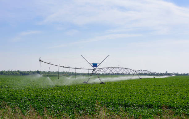 istock Irrigation system used in agriculture - watering system 1164693185