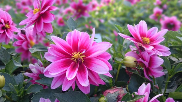 istock Field of pink flowers 1164693373