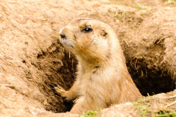 istock Black tailed prairie dog (Cynomys ludovicianus) emerging from its burrow 1164693378