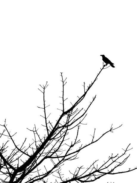 istock Crow Perched on The  Dry Branch 1164693406