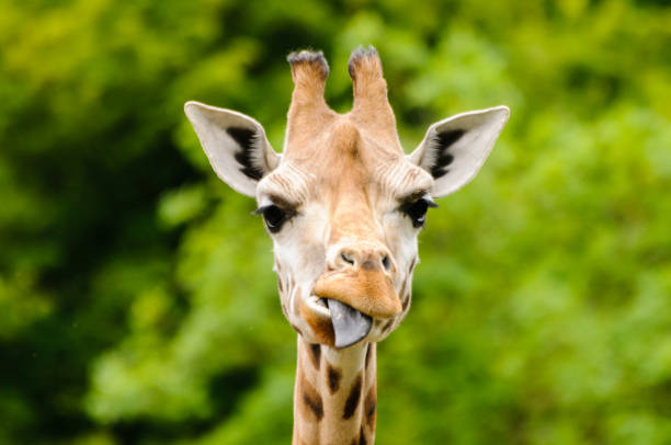 istock Giraffe (Giraffa camelopardalis) sticking out its blue tongue 1164693455