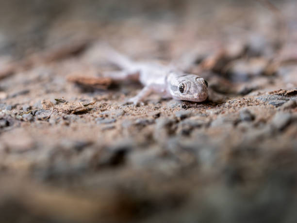 istock Eyes of House Lizard 1164693521