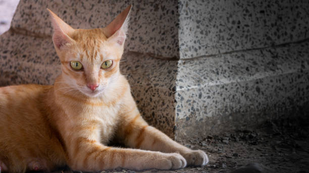 istock Female Yellow Striped White Cat Sitting Gracefully 1164693538