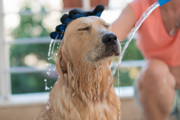istock Golden Retriever dog bathing 1164694673