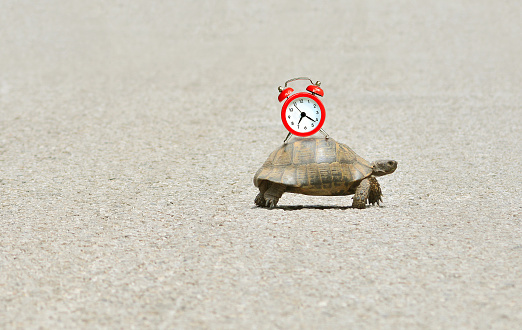 Slowness and sluggishness in business concept with turtle holding alarm clock on a shell and slowly crawling over asphalt road