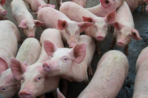 Enfermedades de cerdos. Peste porcina africana en Europa. - foto de stock