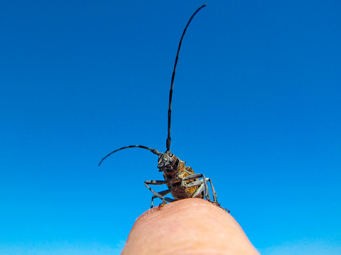 Northeast pine beetle. View close-up of an insect sitting on a human hand against the background of a bright blue sky.