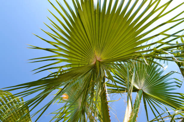istock Palm leaves against the blue sky. Close-up 1164701254