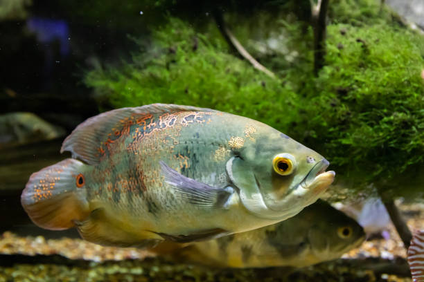 istock Beautiful bright Oscar Fish close-up underwater 1164701821