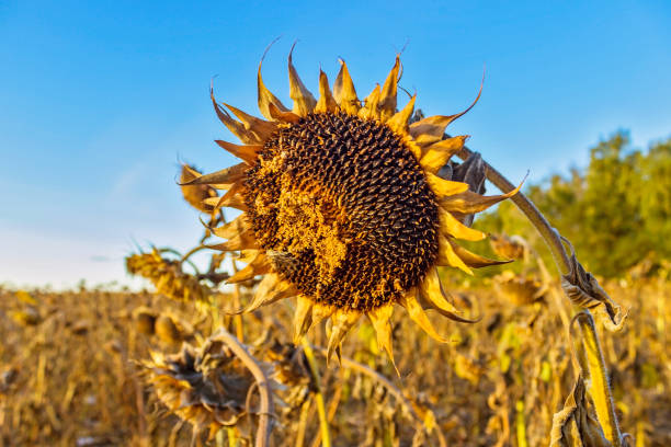istock dry bent sunflower in the autumn field 1164701867