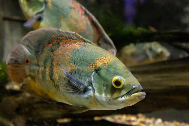istock Beautiful bright Oscar Fish close-up underwater 1164701878