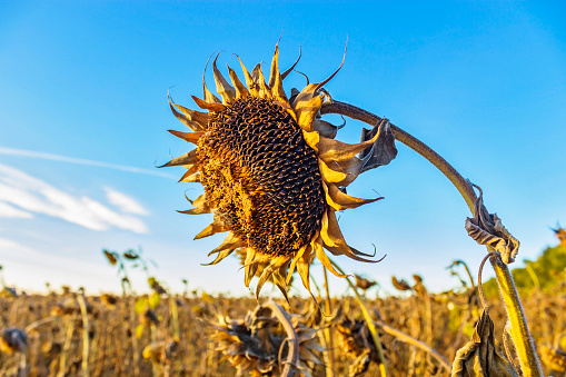 Dry faded bent sunflower with seeds in the autumn field
