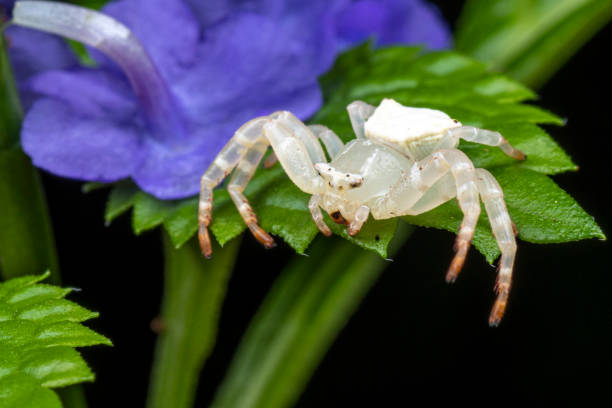 white crab spider, thomisus spectabilis, waiting for prey on a blue snakeweed flower - white animal eye arachnid australia imagens e fotografias de stock