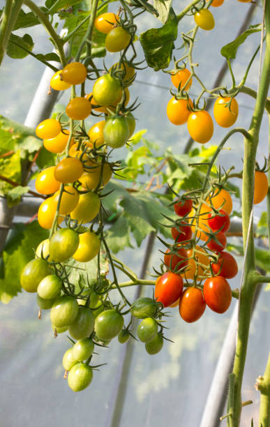 istock Ripe natural tomatoes growing 1164704222