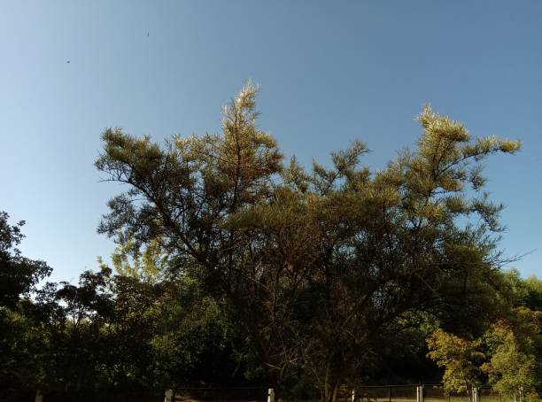 istock Sea-buckthorn branches against the blue sky 1164704377
